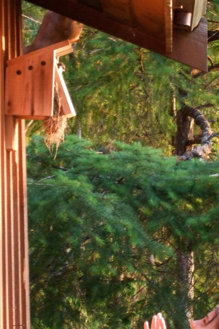 Image of eyes looking at baby bird